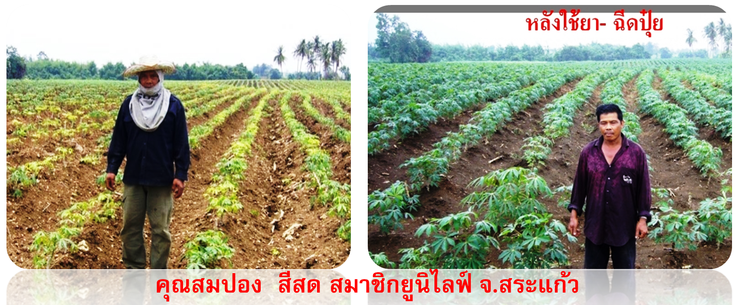 มันสำปะหลังถูกไรทำลาย ใบเหลือง ต้นแคระแกน (ภาพซ้าย) || หลังจากใช้ ไรบาย + ไมท์เทรด + ซีวิว (ภาพขวา)